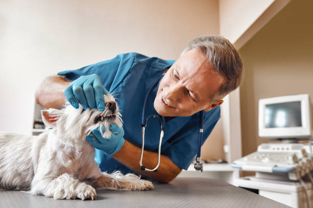 Best Broken or Cracked Tooth Emergency Dentist in Azalea Park, FL